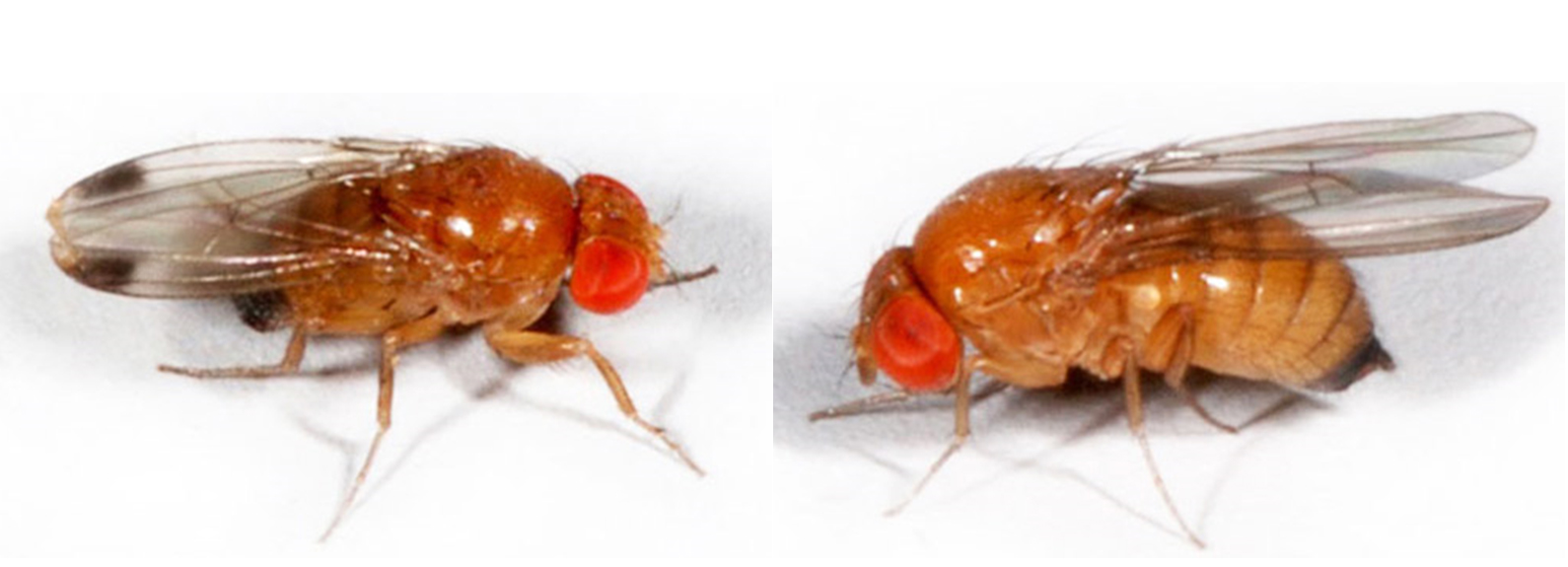 DROSOPHILA SUZUKII – пятнистокрылый дрозофил завоевывает мир | АППЯПМ