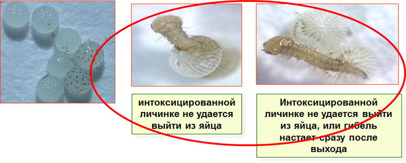 Anticarsia gemmatalis яйцекладка обработанная Кораген, КС в концентрации 1г дв/ 100 л
