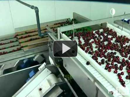 Как выращивать голубику в промышленных масштабах?