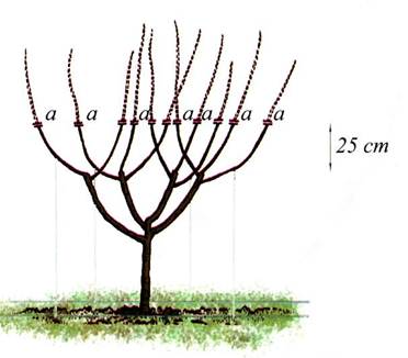 Когда новые побеги(2-го порядка) (а) достигают длины 50-60 см, весной их укорачивают на длину 25 см от их основания