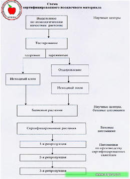 Схемы сертификации посадочного материала в России