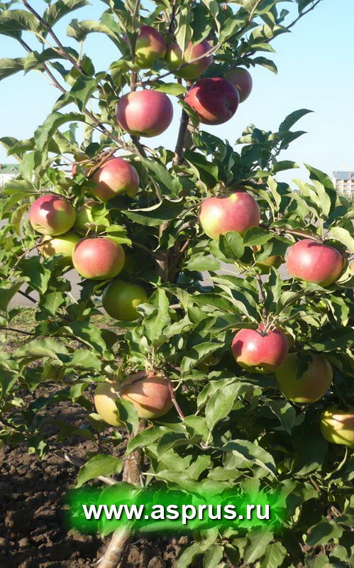 Плодоносящая яблоня на слаборослом подвое
