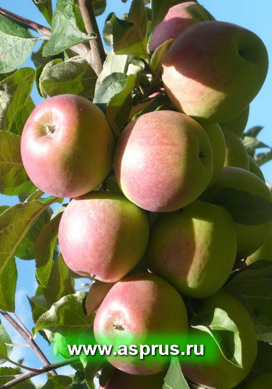 Плодоносящая ветвь яблони на слаборослом подвое
