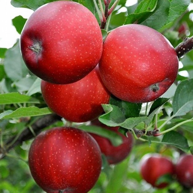 сорта яблони