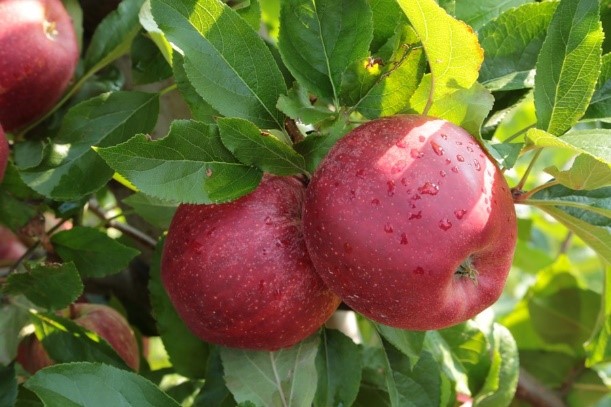 сорта яблони