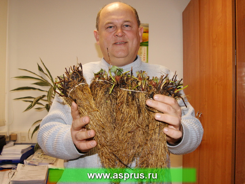 Муханин Игорь Викторович демонстрирует высокое качества рассады земляники фриго, подготовленной к реализации
