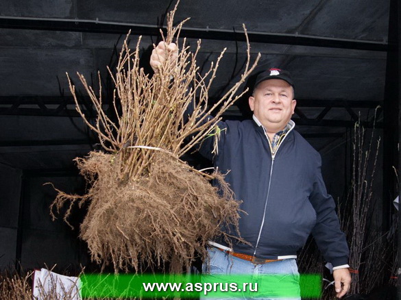 Предложение по смородине черной