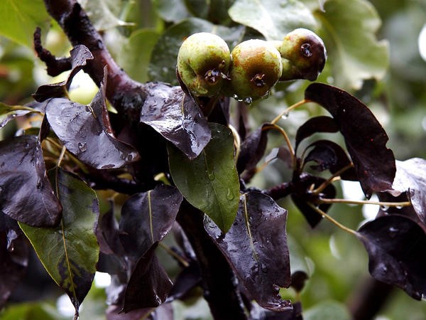 Болезни груши (фото): описание самых распространённых грибковых и | Plant leaves, Garden, Leaves