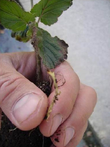 Симптомы нехватки кальция у растения фундука (отмирание периферийной части листа и апикальной части корней) 
