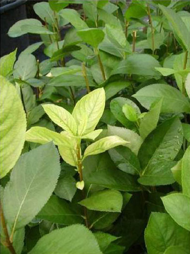Хлороз верхушечных листьев (симптомы нехватки железа)