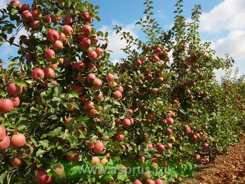 Описание яблони Коричное Полосатое