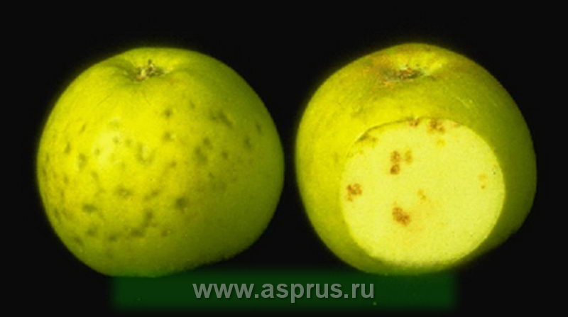 Заболевания яблони: 4 самых распространенных и опасных