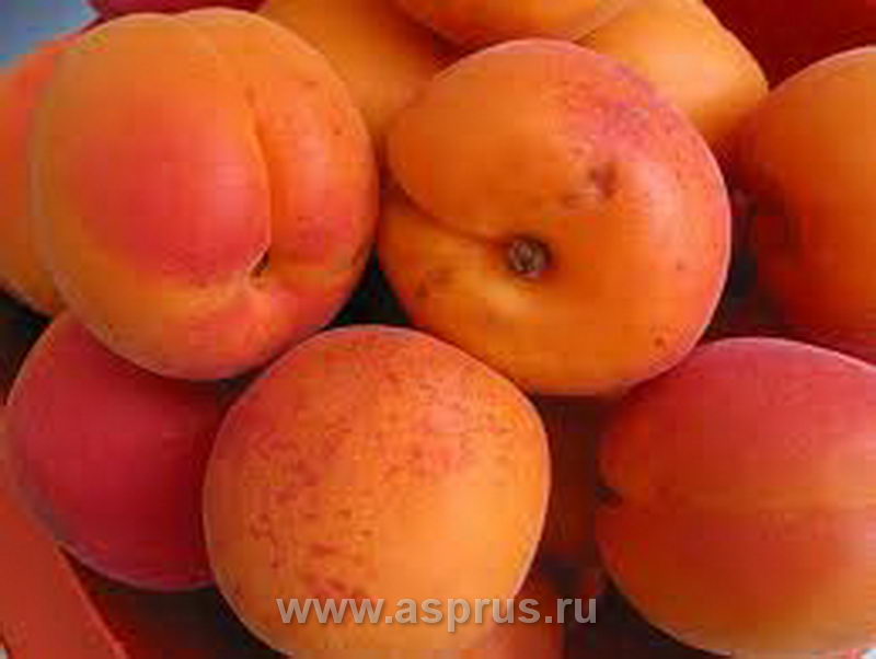 Морозостойкие сорта абрикоса