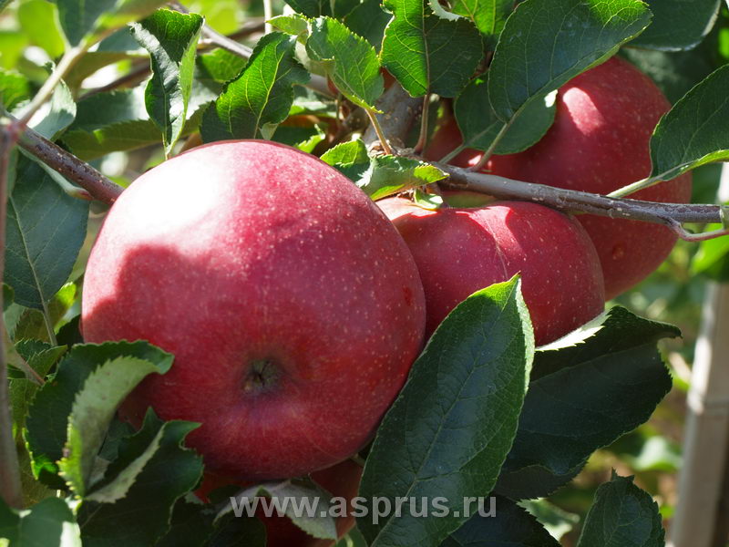 Бельгийский сорт яблони Ред Джонапринц — один из самых популярных клоновДжонаголда