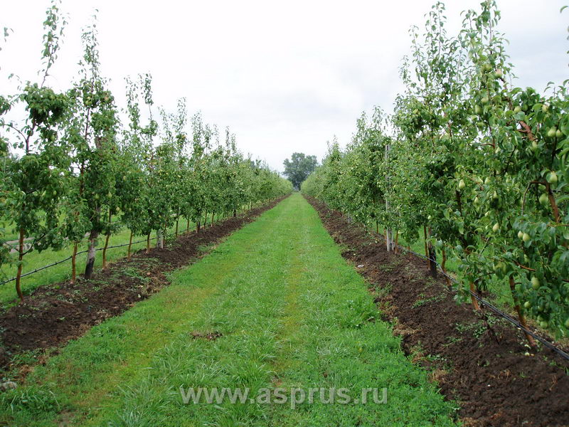 Полный курс органического земледелия. Безопасный урожай (fb2)