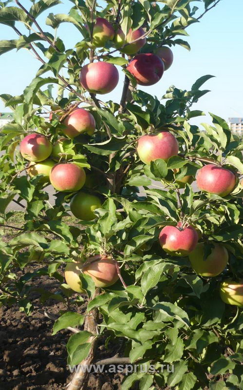 Плодоносящая яблоня на слаборослом подвое
