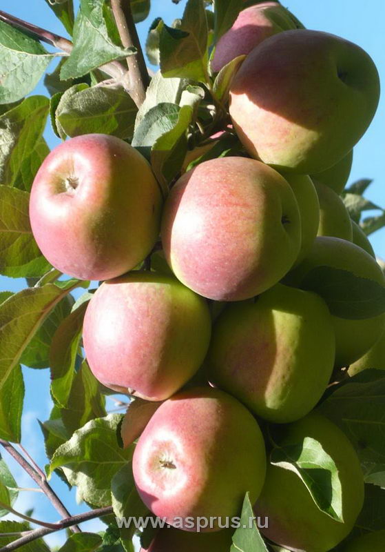 Плодоносящая ветвь яблони на слаборослом подвое