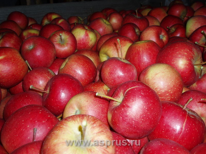 Как правильно определить, когда собирать яблоки