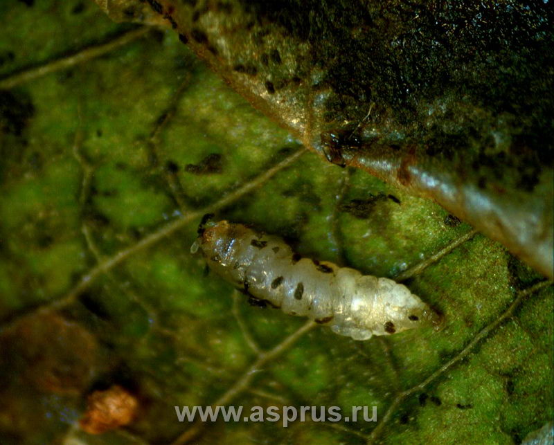 Гусеница кружковой боярышниковой минирующей моли, пораженная паразитом