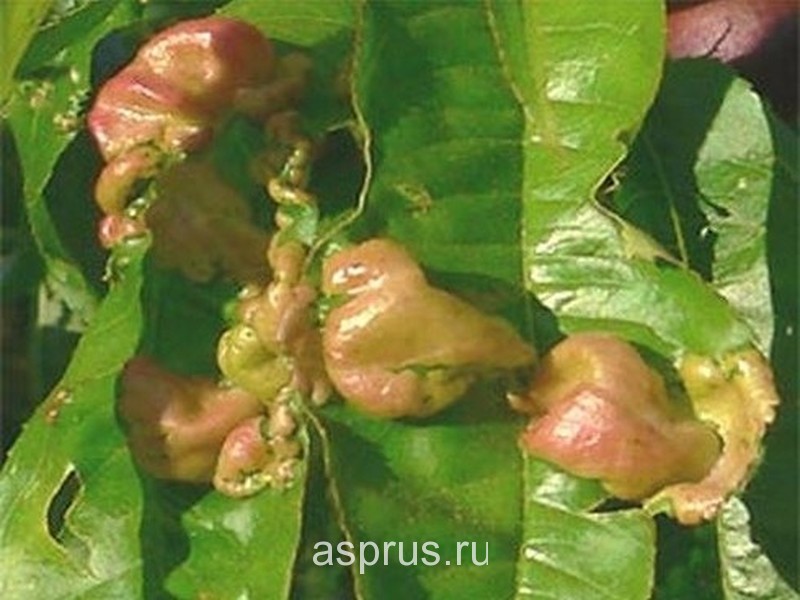 Листья Персика Фото