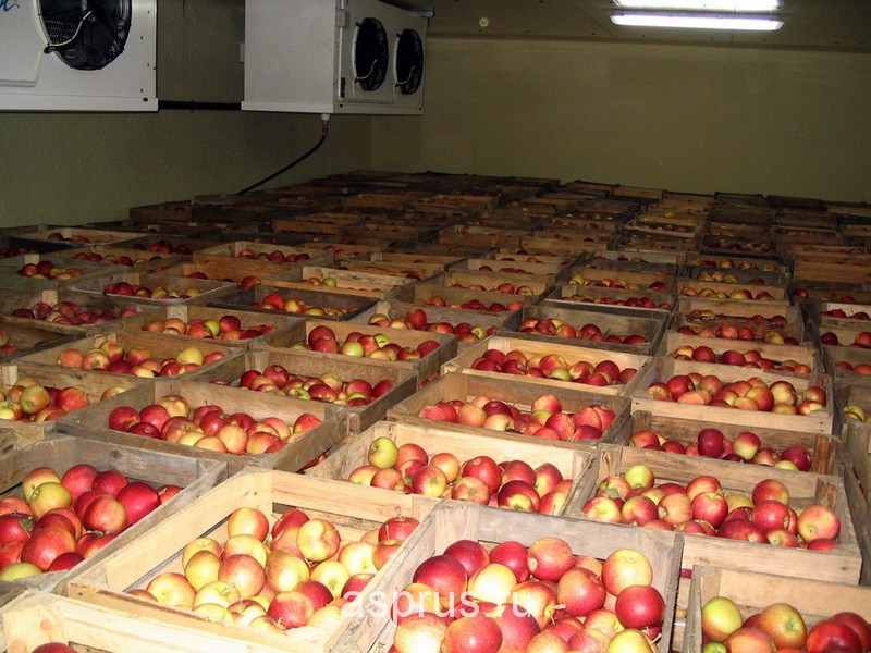 Курсовая работа по теме Проект холодильной камеры для хранения яблок