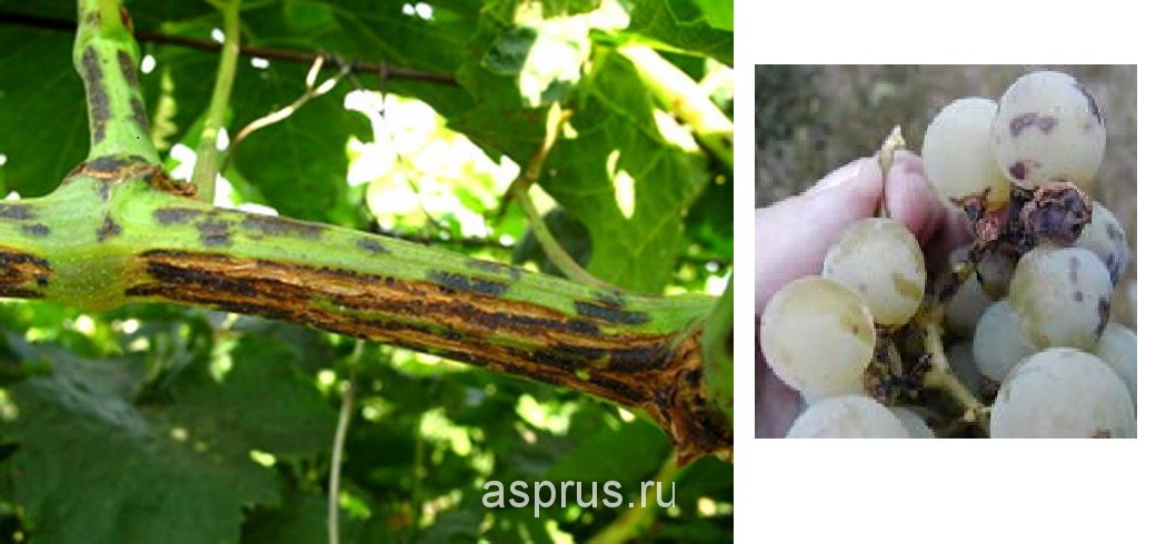Болезни винограда грибкового, бактериального и физиологическогопроисхождения