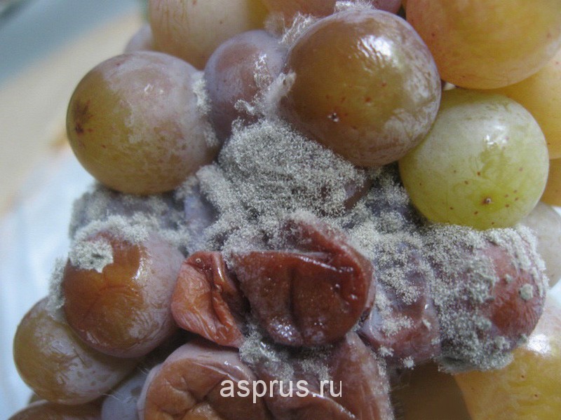 Болезни винограда грибкового, бактериального и физиологическогопроисхождения
