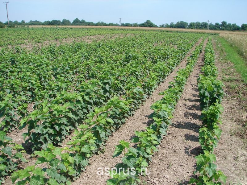 Основные элементы посадки, выращивания и сбора урожая смородины черной напромышленных плантациях