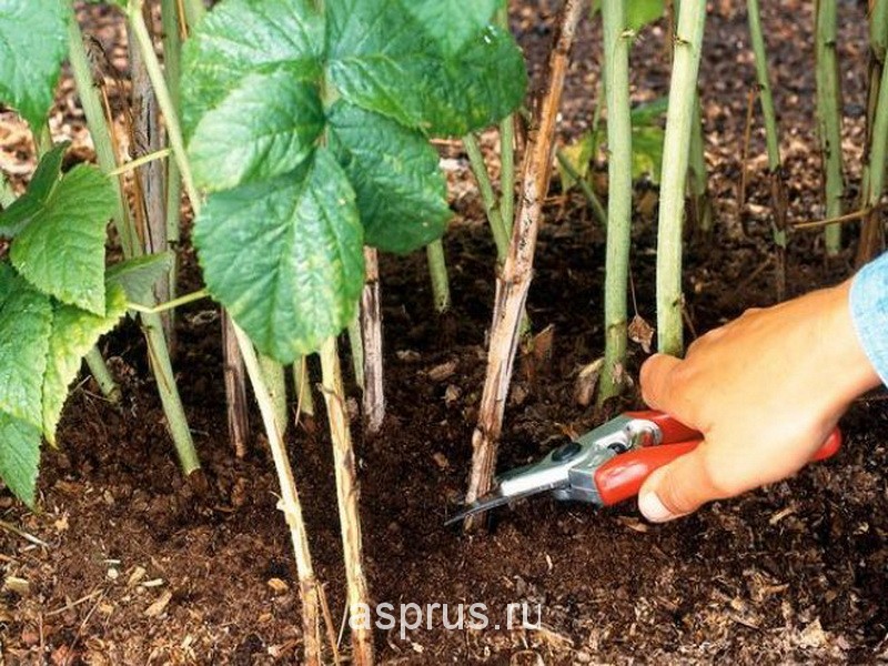 Промышленное выращивание малины: типы шпалерных конструкций и особенностиобработки почвы