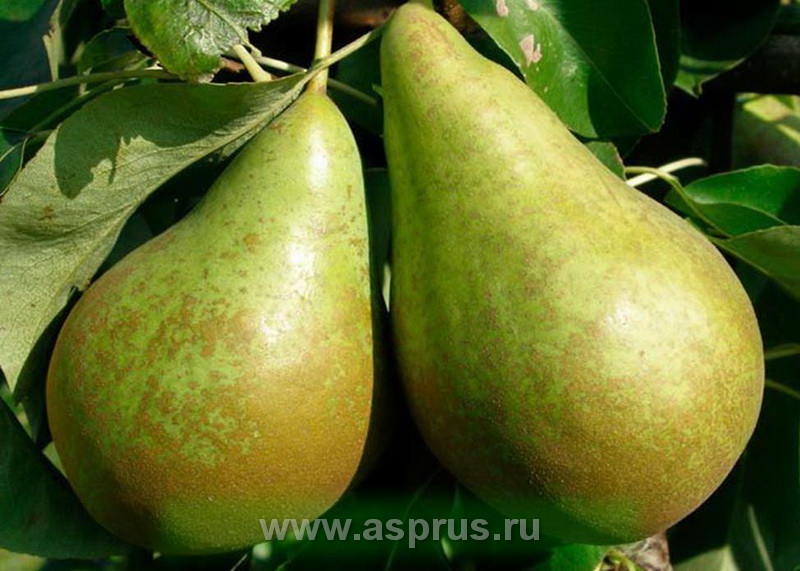 Gyümölcsfák varasodása - Agro Napló - A mezőgazdasági hírportál