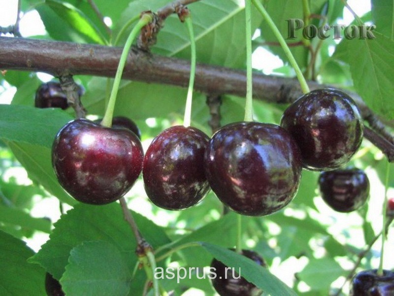 Основные особенности выращивания вишне-черешневых гибридов (дюков)