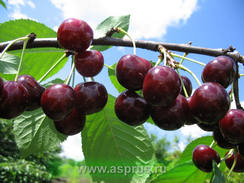 Основные особенности выращивания вишне-черешневых гибридов (дюков)