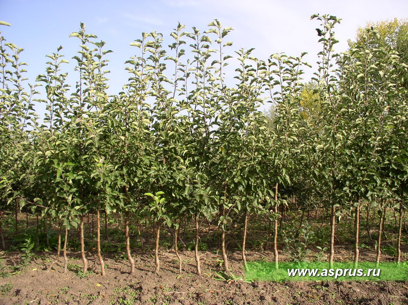 Формирование качества посадочного материала яблони в питомнике