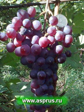Выделение перспективных комплексно-устойчивых сортов винограда в Саратовскойобласти