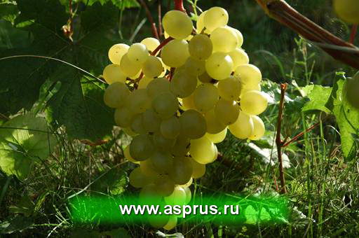 Выделение перспективных комплексно-устойчивых сортов винограда в Саратовскойобласти