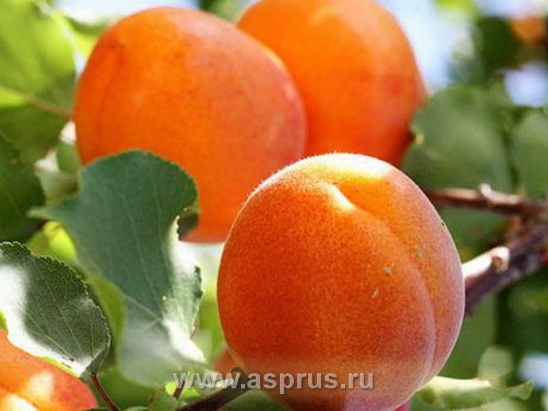Современный сортимент абрикоса
