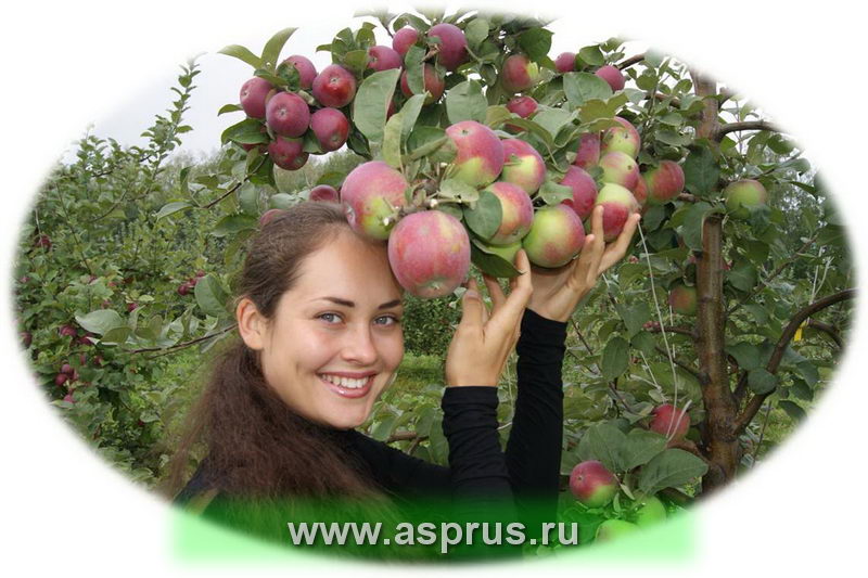 сад, сорт, обрезка, формировки, формировка интенсивного сада, asp-rus, аспрус,