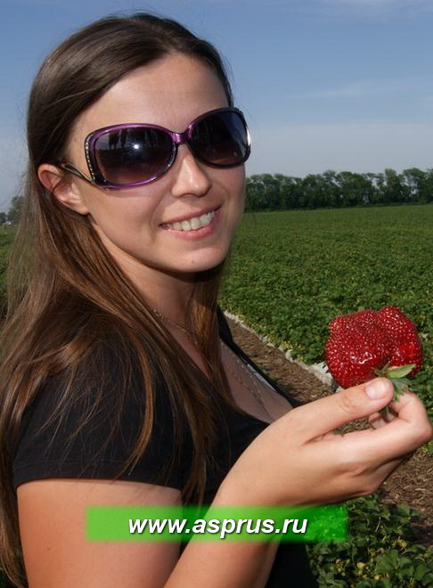 Ведущий специалист ассоциации Жбанова Ольга Владимировна демонстрирует первую ягоду сорта Мармелада