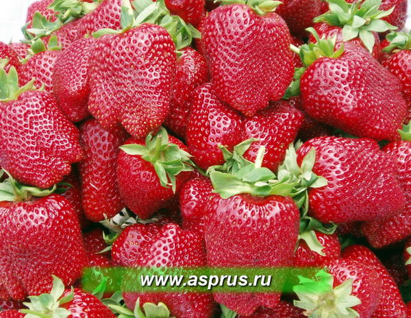 Качество ягоды сорта “АРОЗА”
