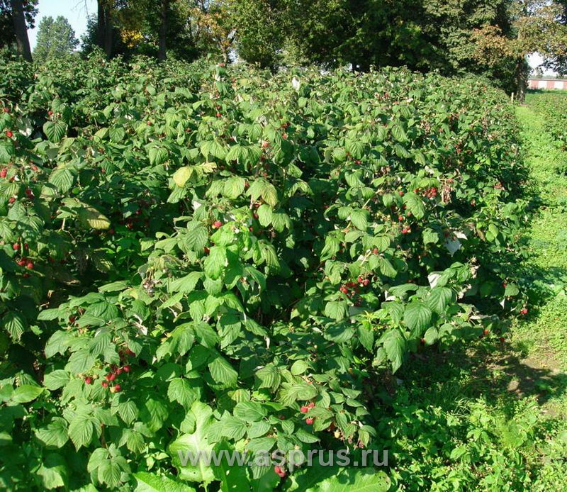 Реферат: Закладка плодово-ягодного сада в Омском районе на 100 га