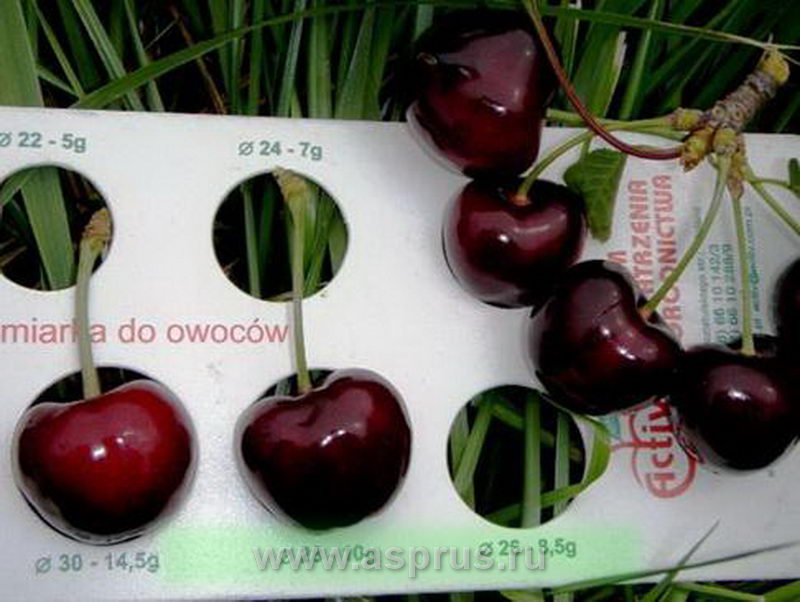 Элем��нты технологии интенсивного производства плодов черешни в Прикубанскойзоне садоводства Краснодарского края