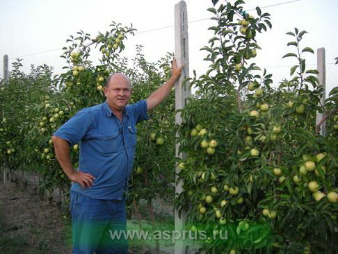 Муханин Игорь Викторович в плодоносящем интенсивном саду