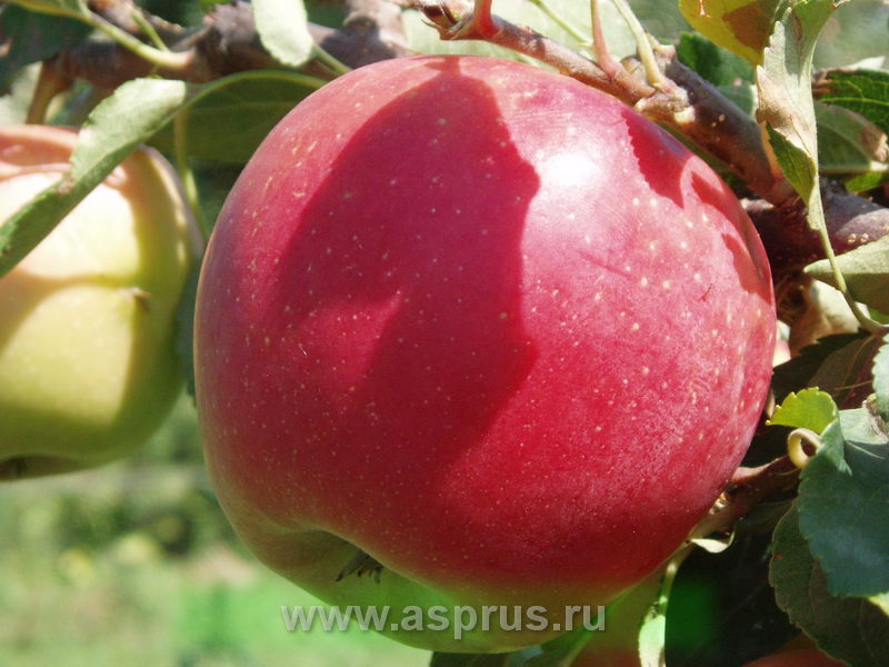 болезни плодов яблони