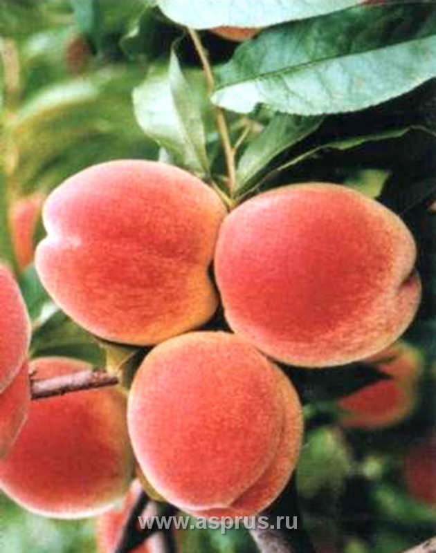 Сорта красных персиков