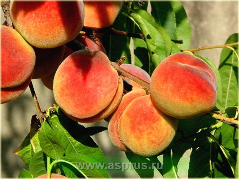 Сорта крупных персиков