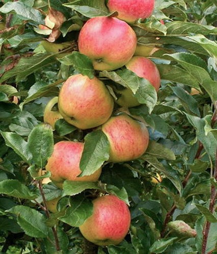 Современный сортимент яблони колонновидной