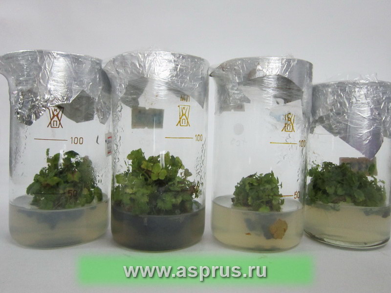 Размножаемые растения малины на питательной среде в стеклянной посуде