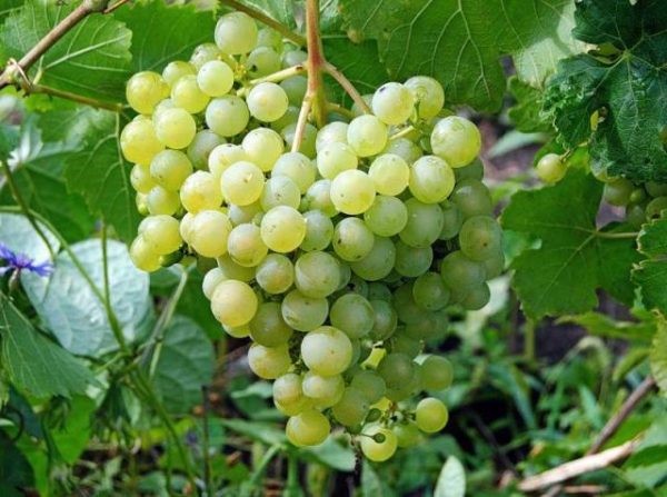 укрывной виноград