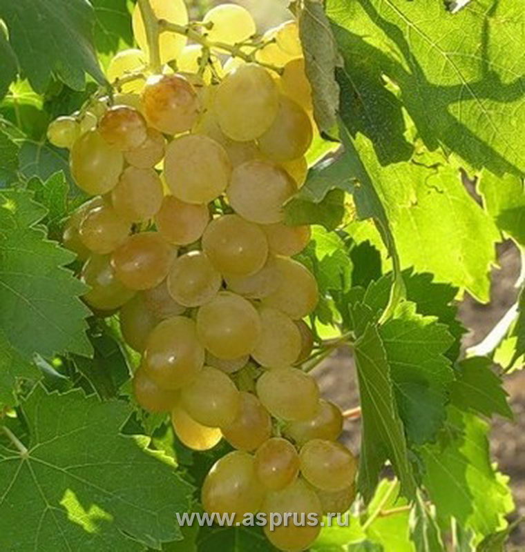 Современный сортимент винограда