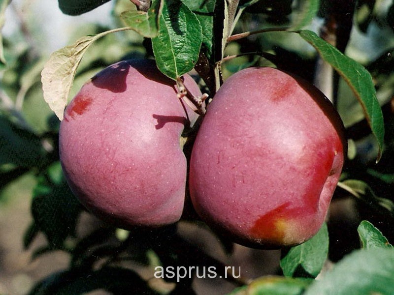 Современный сортимент яблони